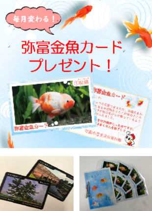 弥富金魚カードプレゼント